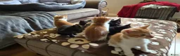Mixed Breed cats for sale: Adorable kittens looking for forever homes 🏡  - Advert 4