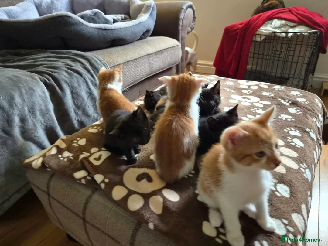 Mixed Breed cats for sale: Adorable kittens looking for forever homes 🏡  - Advert 4