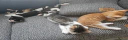 Mixed Breed cats for sale: 6 kittens, 2 ginger, 1 gray, and 3 black and white - Advert 7