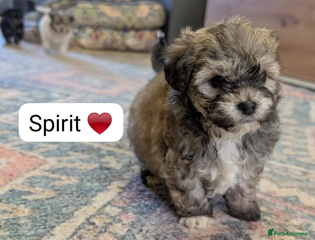 Chipoo dogs for sale: Chipoo Puppies - Advert 36