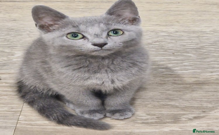 Russian Blue cats - Advert 4