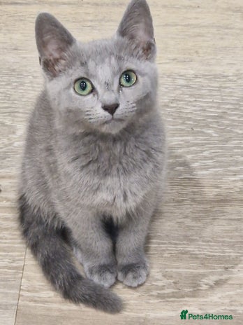 Russian Blue cats - Advert 14