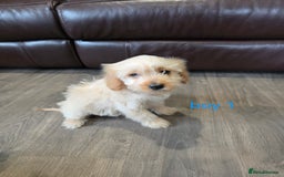 Cockapoo dogs for sale: Adorable cockapoo pups ready to go 🐶 - Image 32