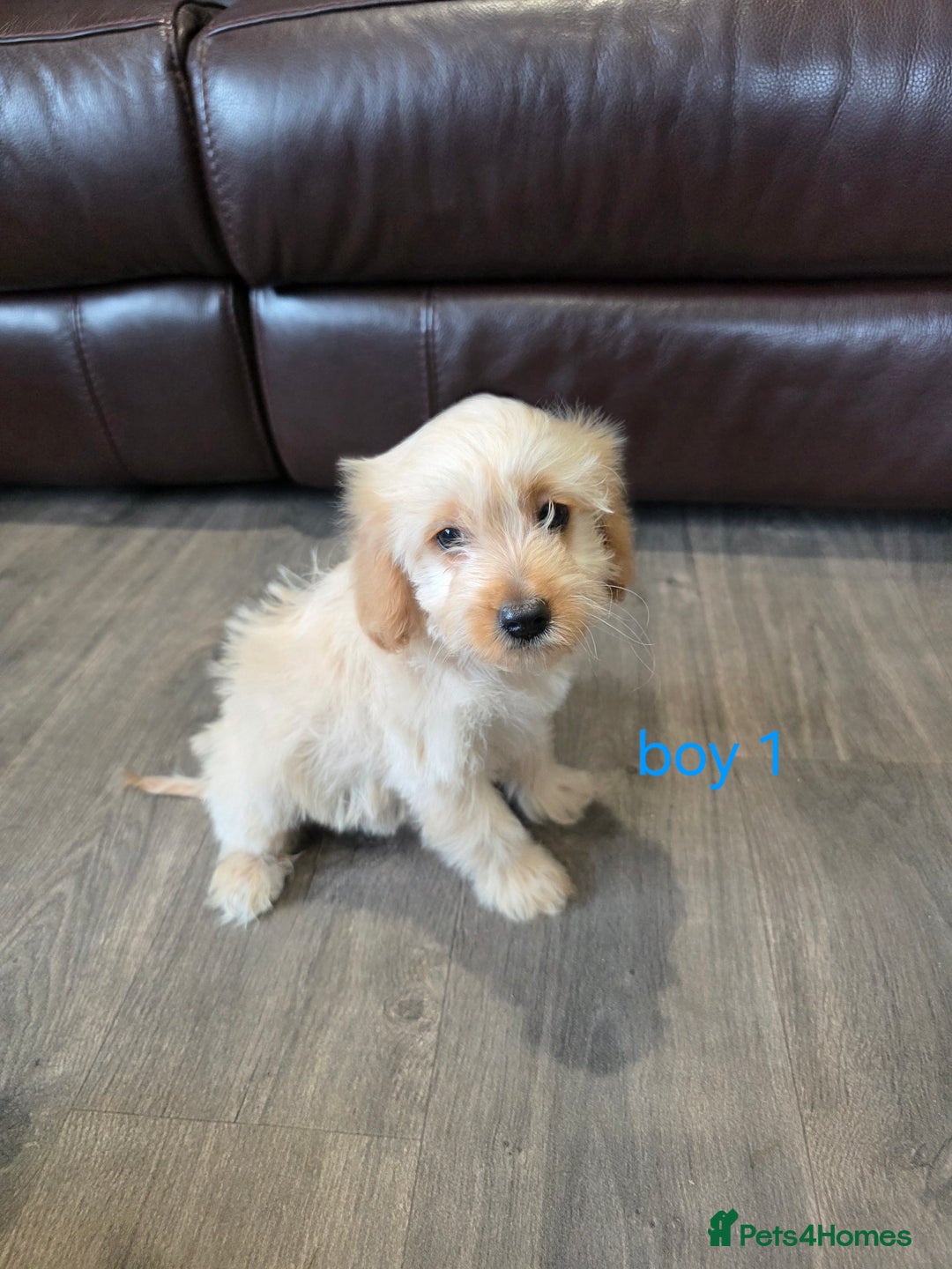 Cockapoo dogs for sale: Adorable cockapoo pups ready to go 🐶 - Image 32
