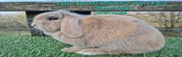 Mini Lop rabbits for sale: Various Adult Mini Lops - Advert 12