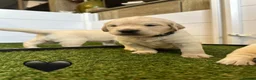 Golden Retriever dogs for sale: Golden retrievers Puppies full health tested &  kc - Advert 10
