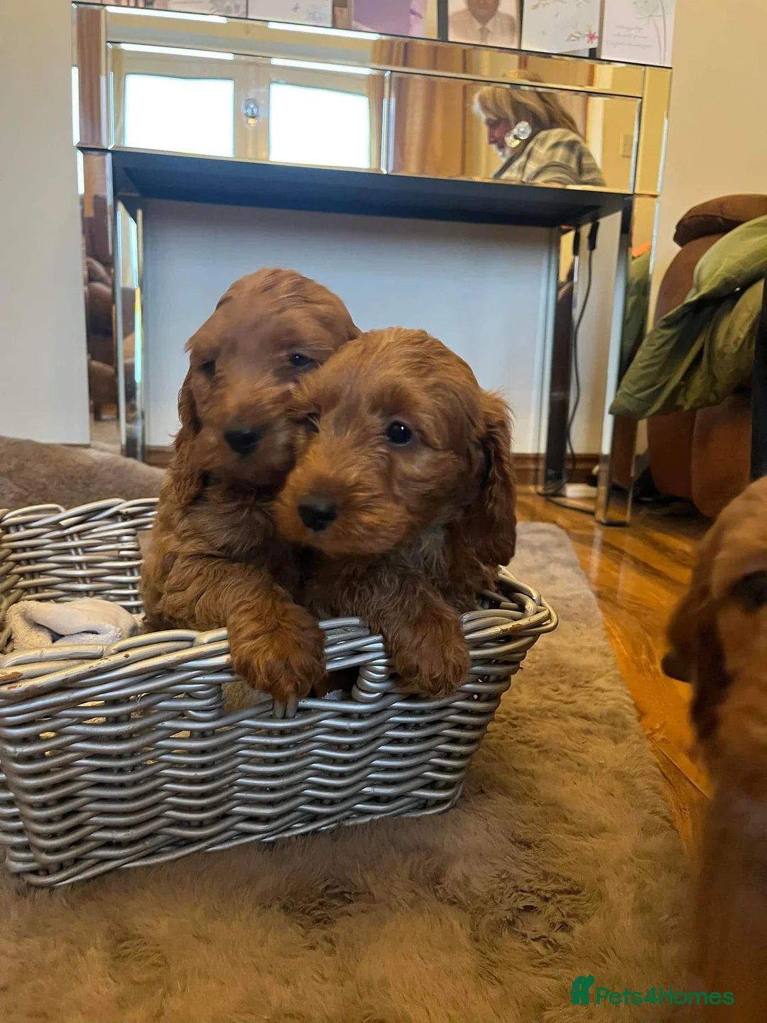 Cockapoo dogs for sale: Cockerpoo  - Advert 2