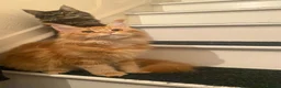 Maine Coon cats for sale: 2 Maine Coon Cats Seeking a Loving New Home - Advert 2
