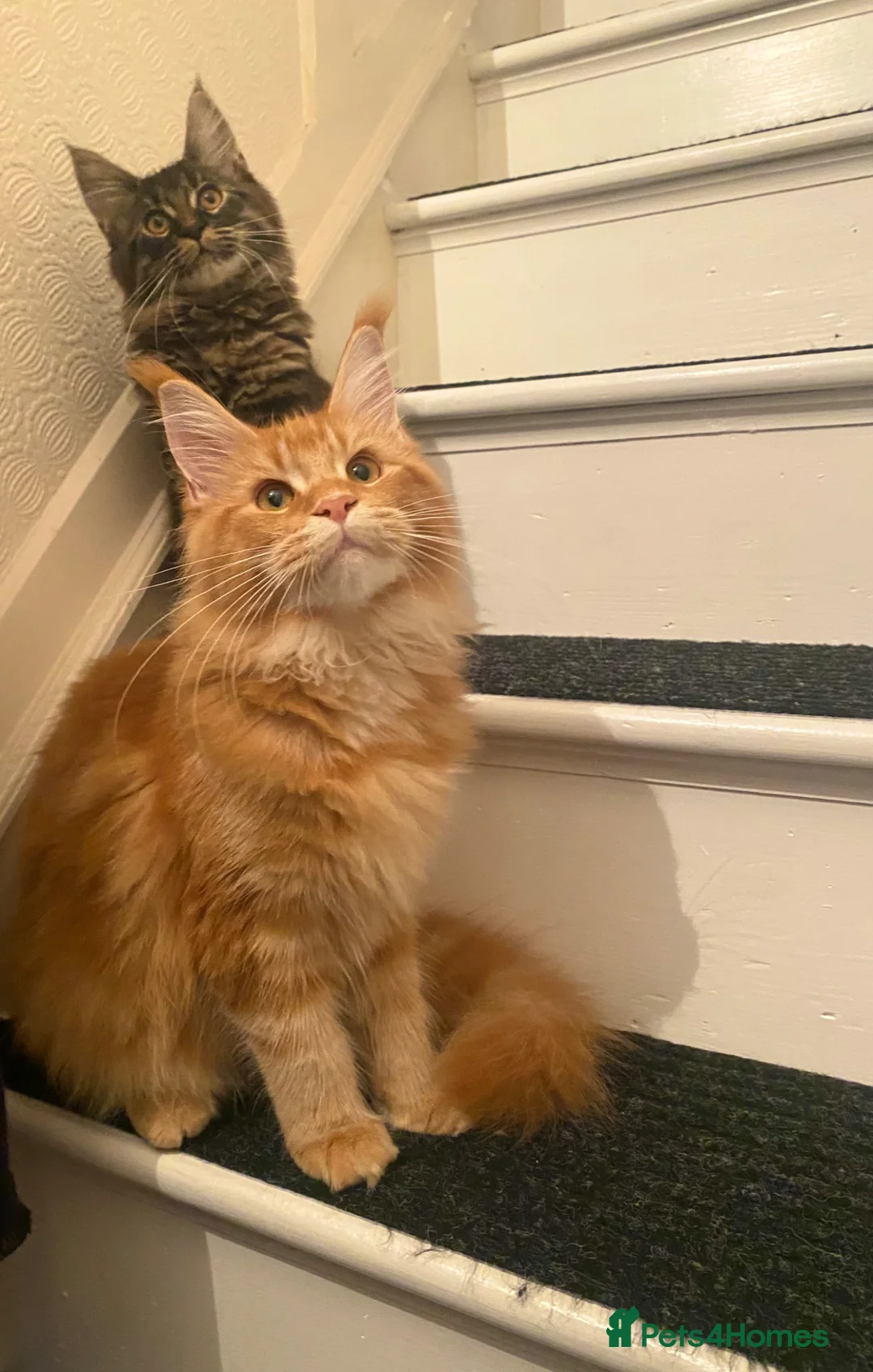 Maine Coon cats for sale: 2 Maine Coon Cats Seeking a Loving New Home - Advert 2