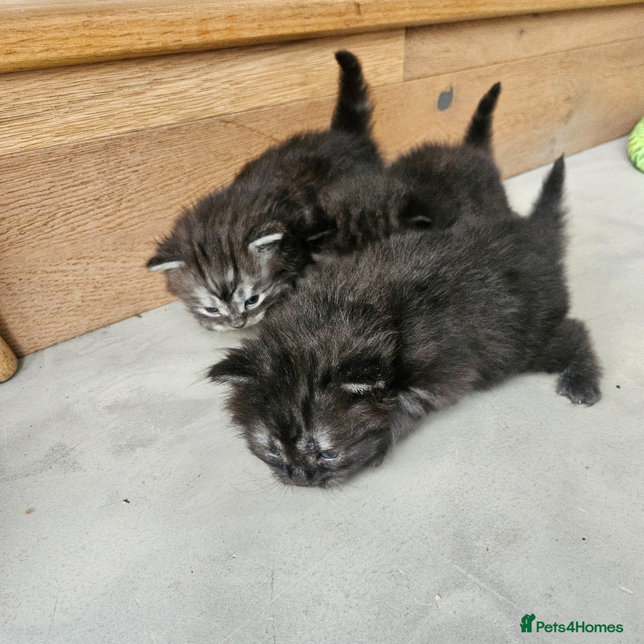 Persian cats Persian x kittens - Advert 5