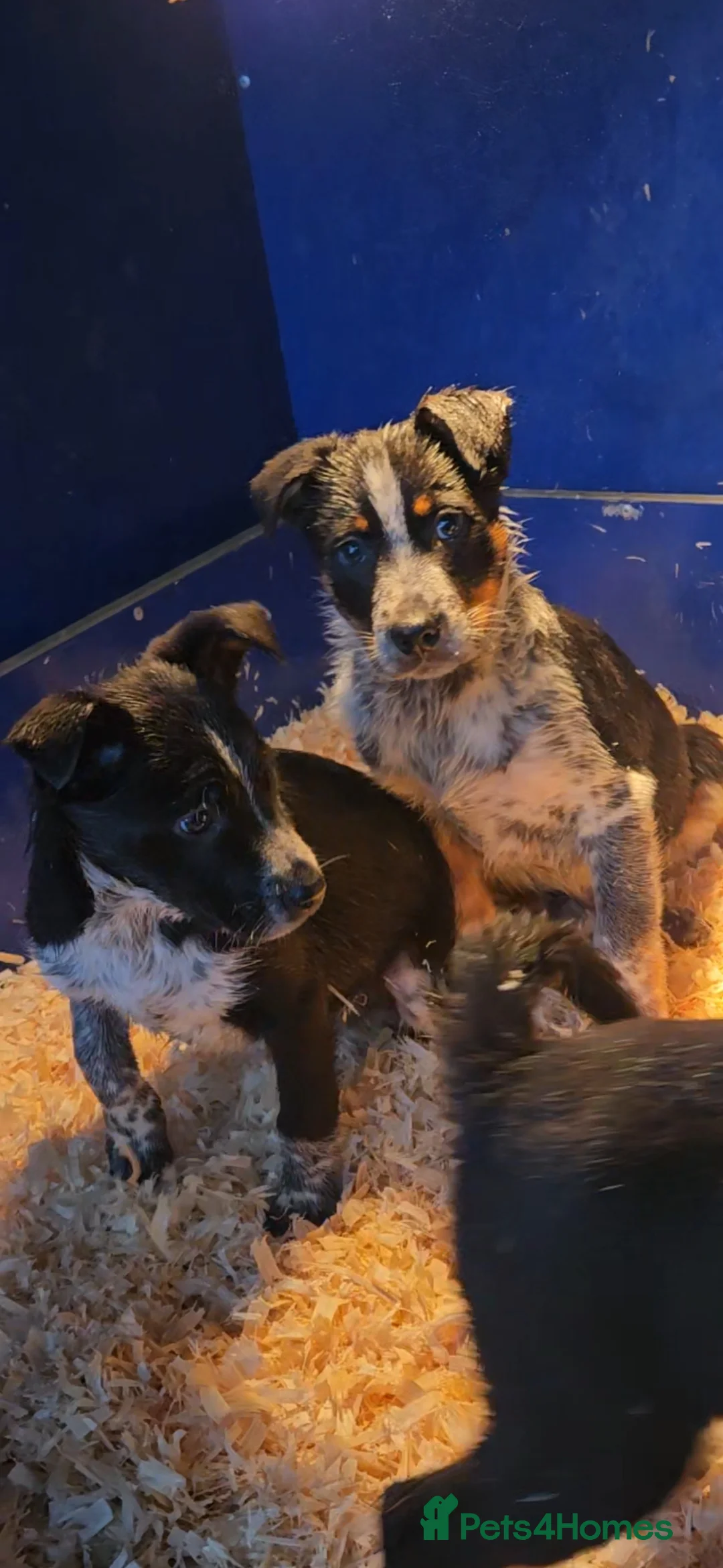Mixed Breed dogs for sale: AUSTRALIAN CATTLE DOG X COLLIE PUPPIES - Advert 20