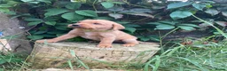 Labrador Retriever dogs for sale: Gorgeous fox red and yellow Labrador puppies  - Advert 6