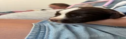 English Springer Spaniel dogs for sale: Beautiful Springer Spaniel Puppies  in Swadlincote - Advert 33