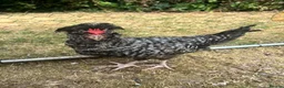 Chickens poultry for sale: 2 cockerels  in Shrewsbury - Advert 4