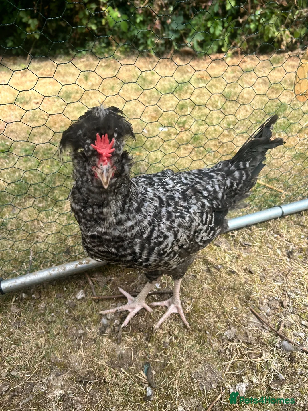 Chickens poultry for sale: 2 cockerels  in Shrewsbury - Advert 4