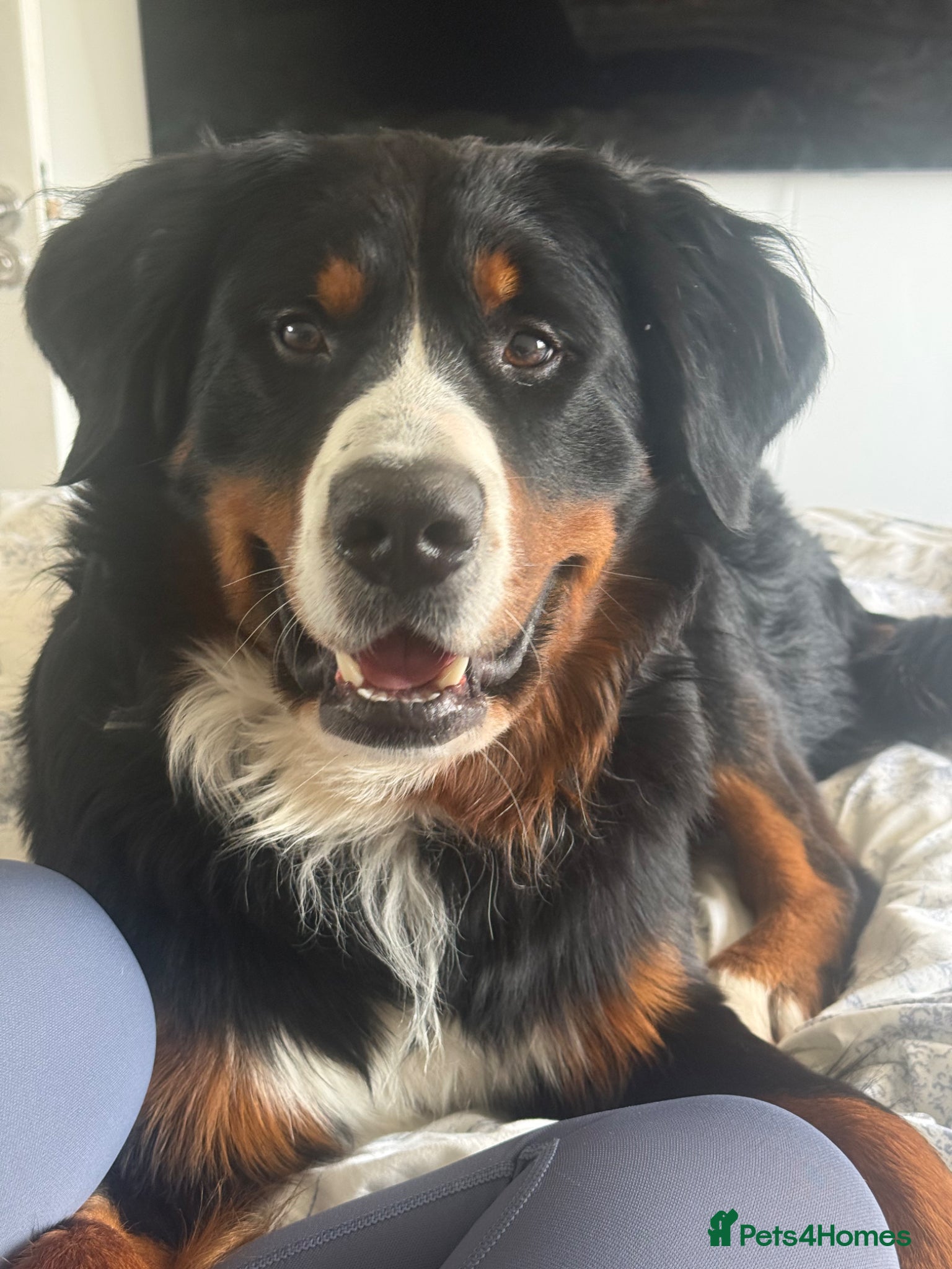 Bernese Mountain Dog dogs Outstanding Bernese Mountain Dog Stud  - Advert 5