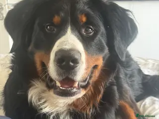 Bernese Mountain Dog dogs Outstanding Bernese Mountain Dog Stud - Advert 5