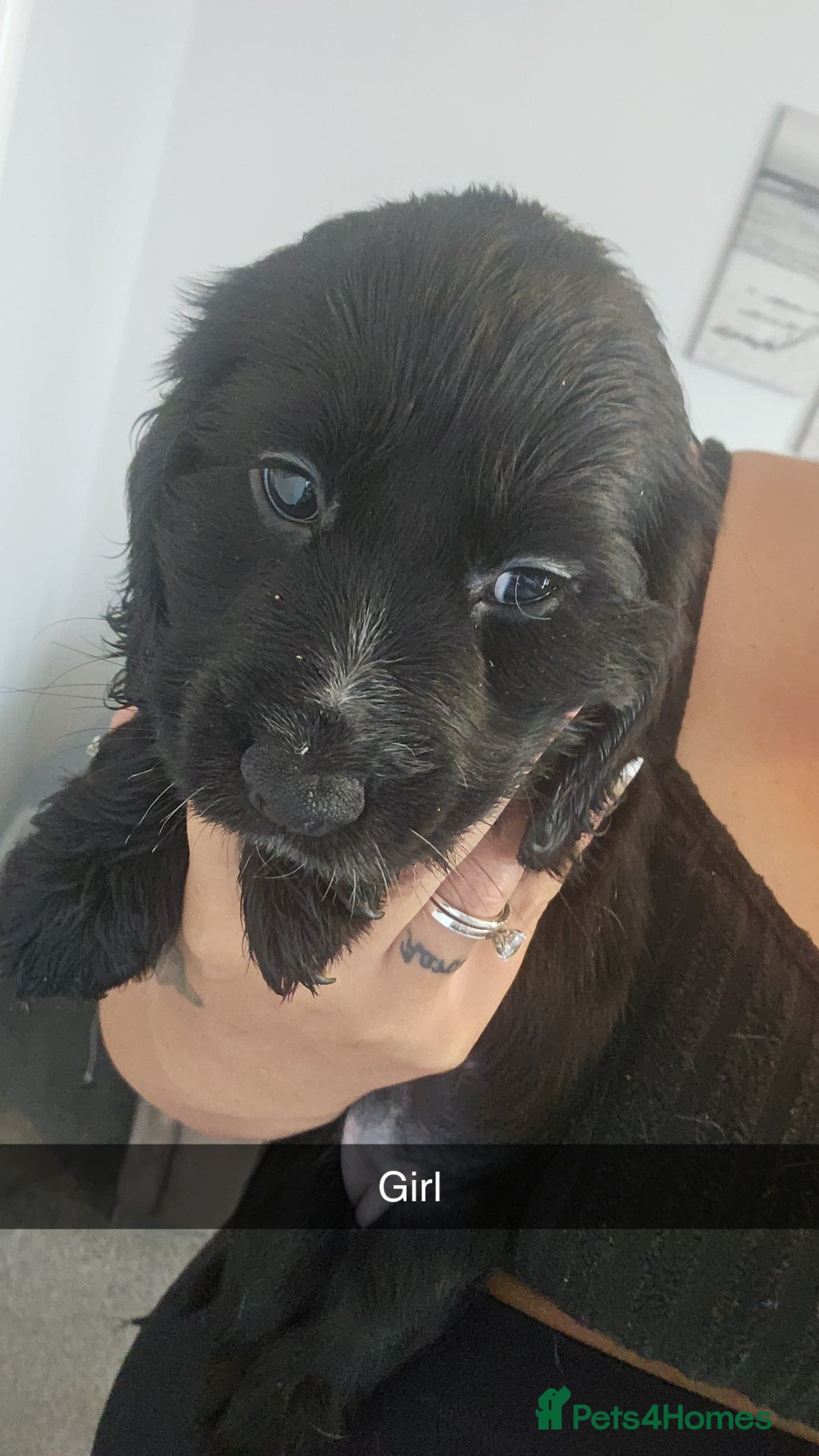 Cocker Spaniel dogs for sale: Show type cocker spaniels - Image 5