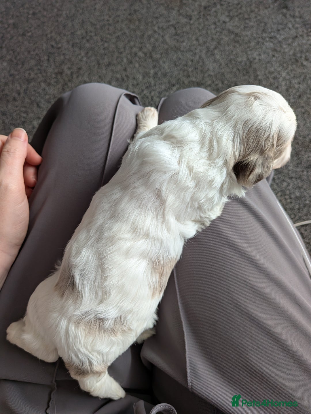 Bordoodle dogs for sale: Toy Bordoodles ❤️ - 1 girl available - Image 7