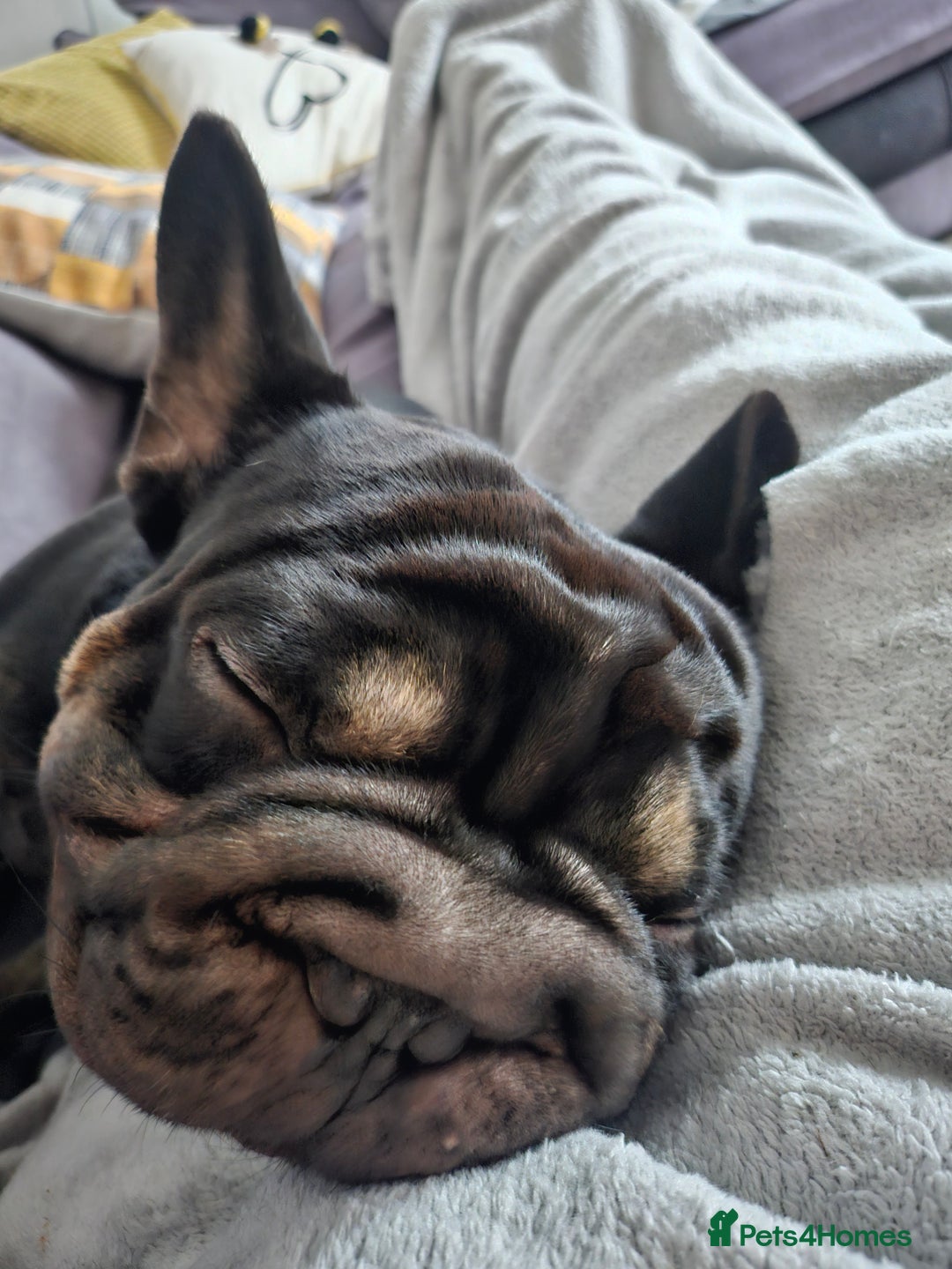 French Bulldog dogs for sale: Dugi is looking for his forever home  - Advert 2