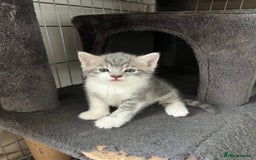 Mixed Breed cats for sale: Beautiful Grey and White tabby kittens - Image 1