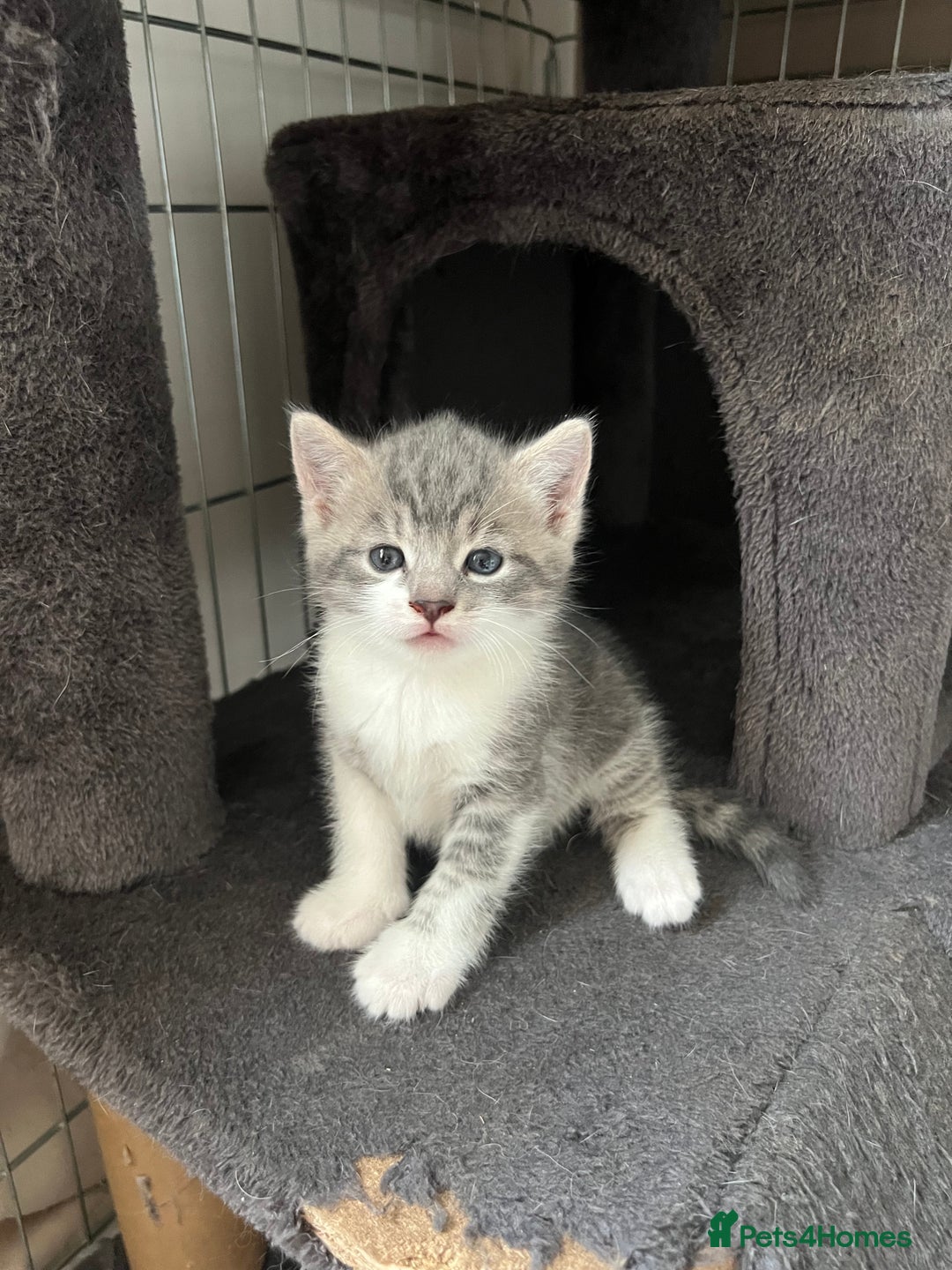Mixed Breed cats for sale: Beautiful Grey and White tabby kittens - Image 1