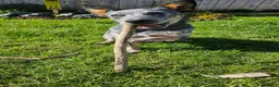 Australian Cattle Dog dogs for sale: Beautiful 7 month pup needs re-homing - Advert 8