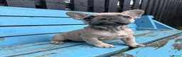 French Bulldog dogs for sale: French bulldogs ready to go now - Advert 19