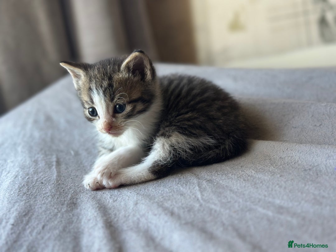 Mixed Breed cats for sale: Kittens for sale - Image 5