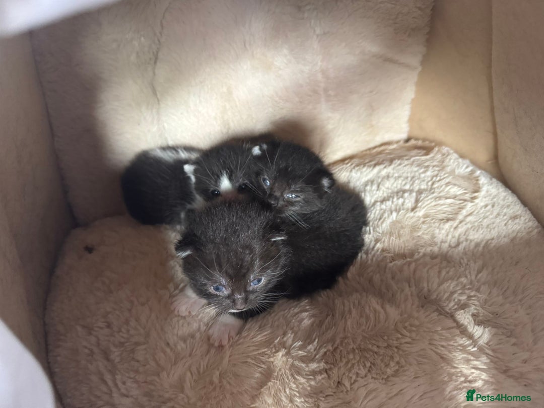 British Shorthair cats for sale: Cute little moggies  - Image 2