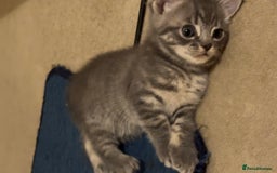 British Shorthair cats for sale: Kittens Ready Mixed British shorthair+Russian Blue - Image 2