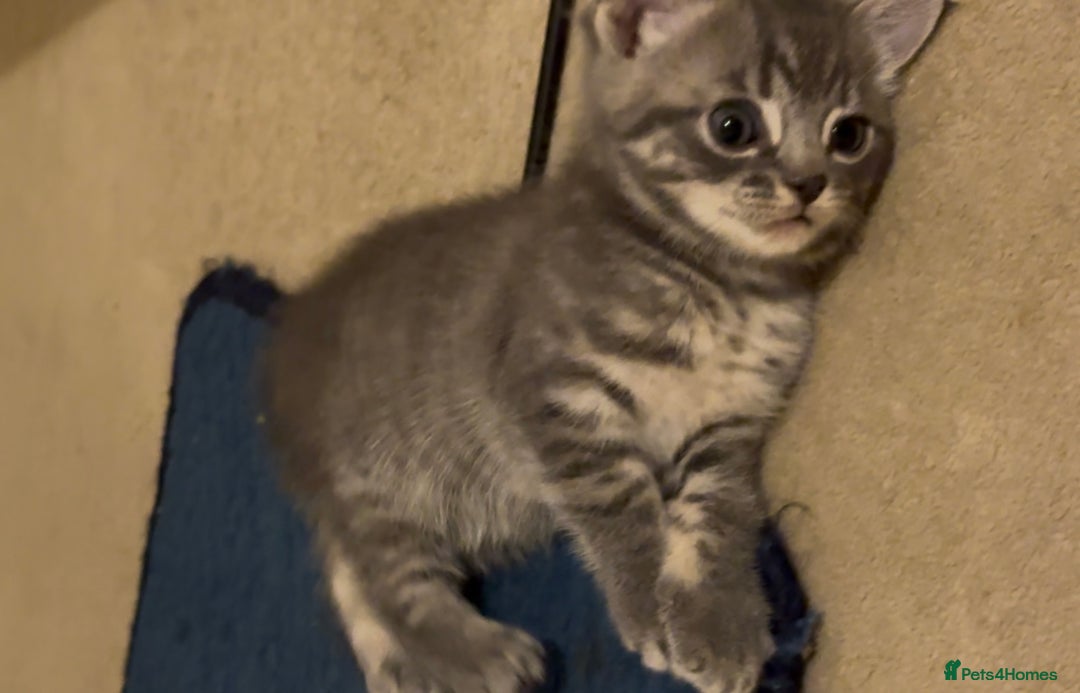 British Shorthair cats for sale: Kittens Ready Mixed British shorthair+Russian Blue - Image 2