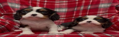 Cavalier King Charles Spaniel Puppy 4