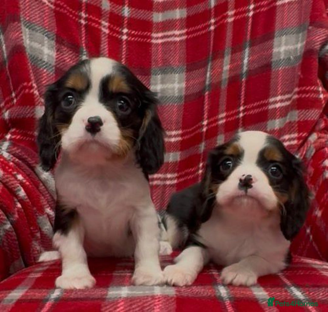 Cavalier King Charles Spaniel dogs for sale: 🌟 1st vaccine, vet checked & microchipped 🌟 - Advert 6