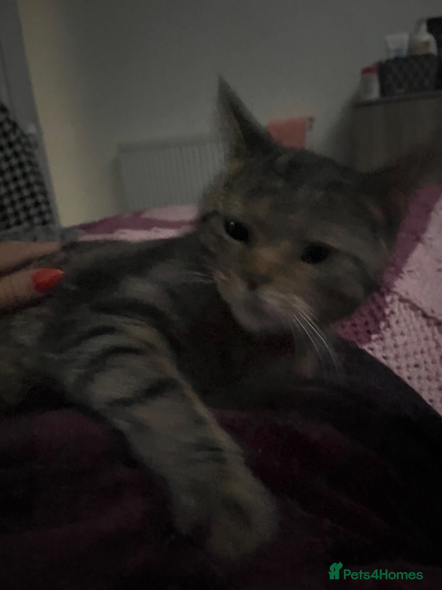 Domestic Shorthair cats Tabby x kittens - Advert 2