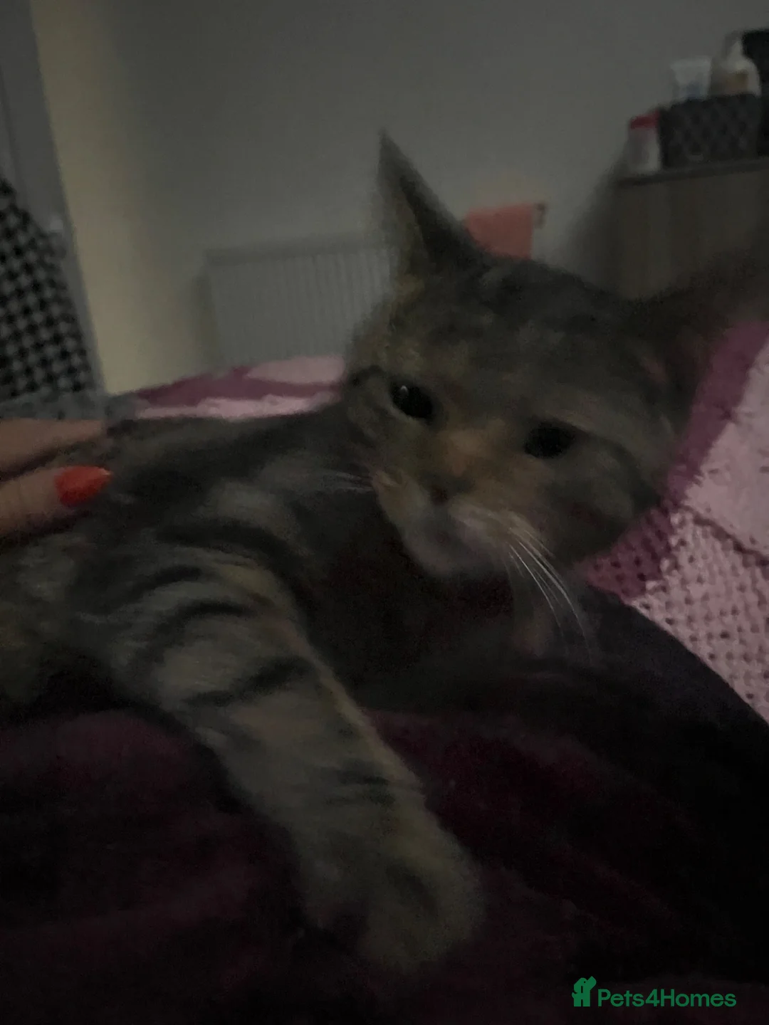 Domestic Shorthair cats for sale: Tabby x kittens - Advert 2
