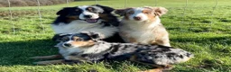 Miniature American Shepherd dogs for sale: Mini American Puppies DUE DATE 13/05/26 - Advert 5