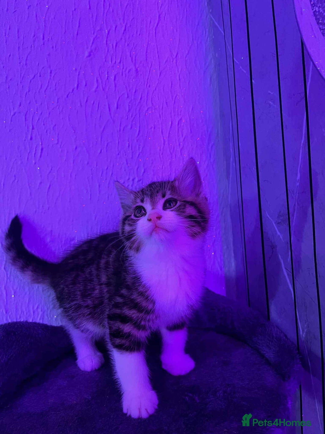 Mixed Breed cats for sale: Ready to go on the 28th - Advert 2