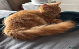 Mixed Breed cats for sale: Ginger Male Ragdoll - Image 14