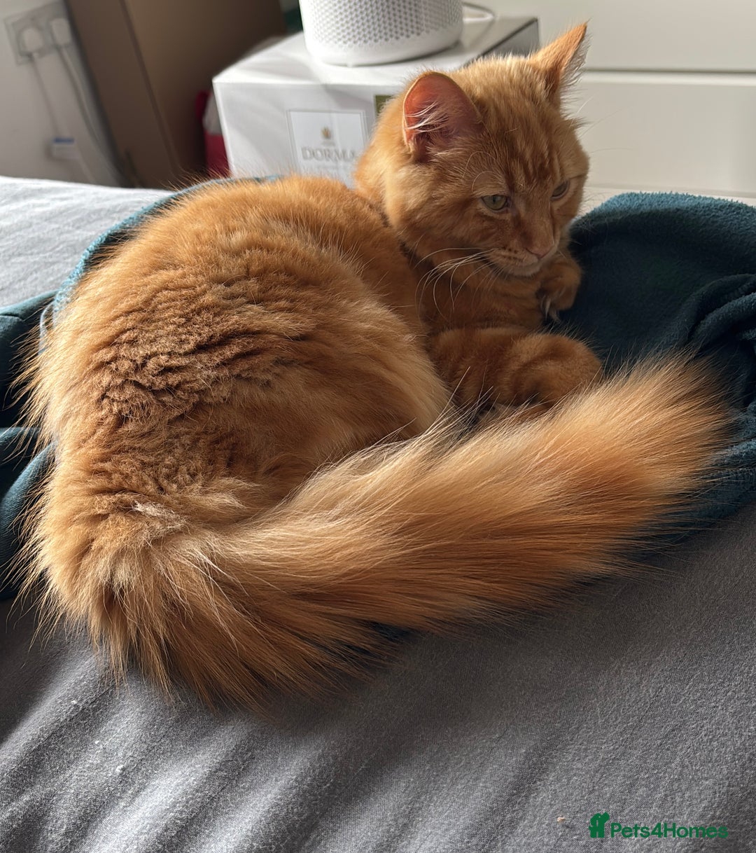 Mixed Breed cats for sale: Ginger Male Ragdoll - Image 14