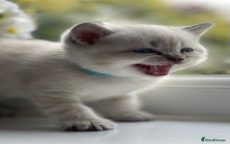 British Shorthair cats for sale: British Shorthair colour point kittens white  - Image 2
