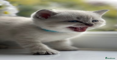 British Shorthair cats - Advert 16