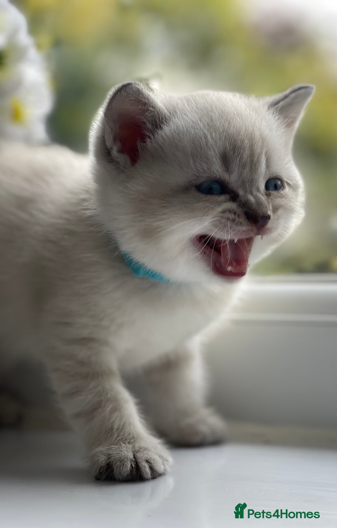 British Shorthair cats for sale: British Shorthair colour point kittens white  - Image 2