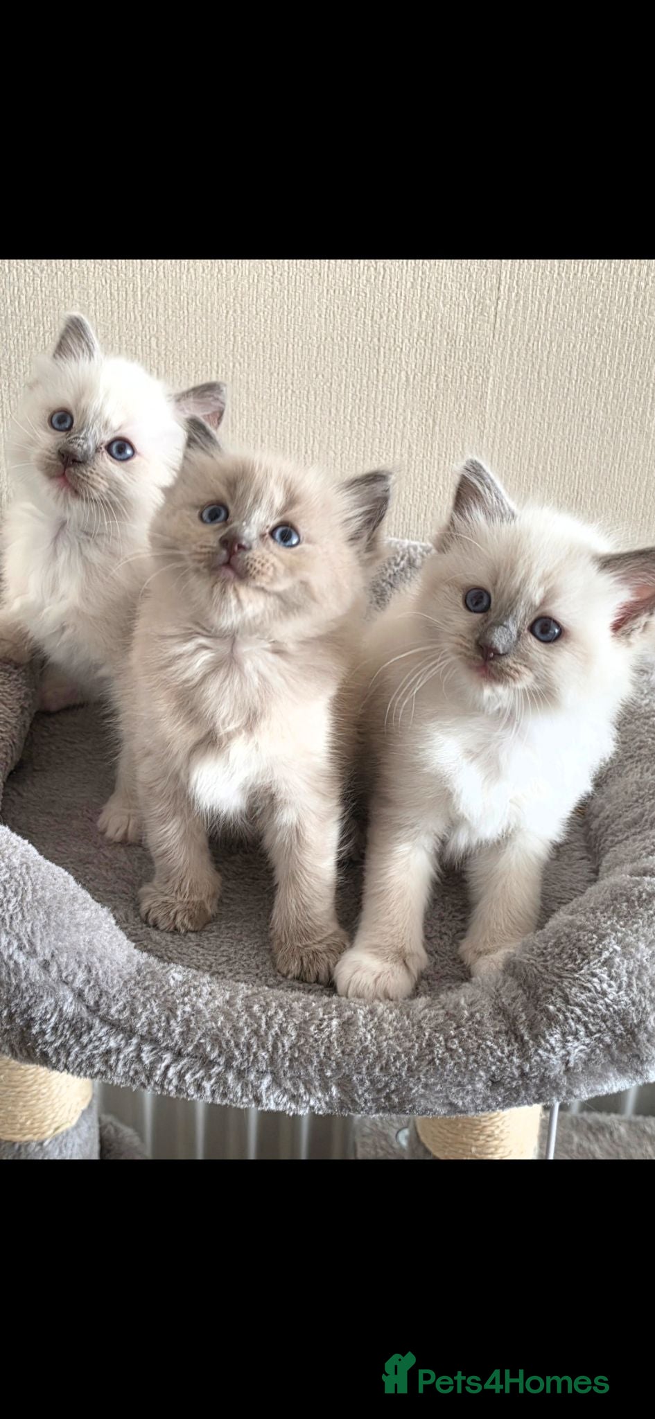 Ragdoll cats Beautiful Blue Point Ragdoll Kittens 🐾💙 - Advert 1