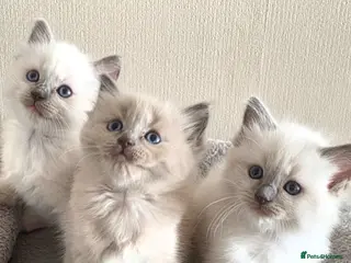 Ragdoll cats Beautiful Blue Point Ragdoll Kittens 🐾💙 - Advert 12