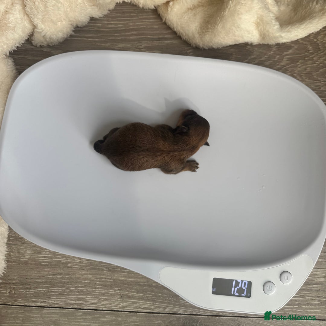 Pomeranian dogs for sale: KC PEDIGREE POMS 🩷🧸  - Image 7
