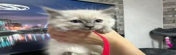 Ragdoll cats for sale: Gorgeous Ragdoll kittens - Advert 11