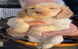 Cocker Spaniel dogs for sale: Amazing Chunky Working Cocker spaniel Puppies - Image 8