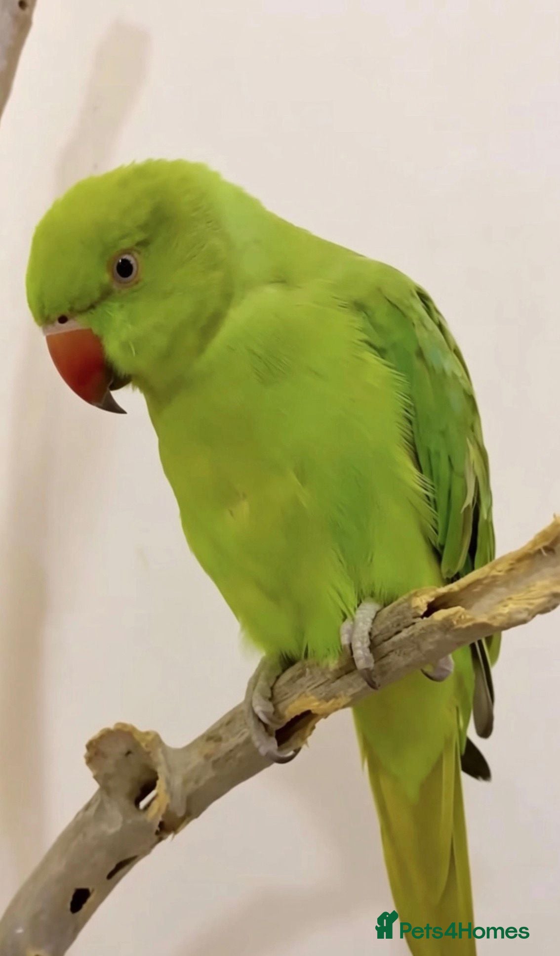 Parrots birds Baby tamed ring neck talking parrot  - Advert 3