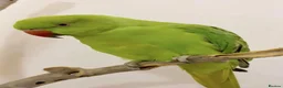 Parrots birds for sale: Baby tamed ring neck talking parrot  in Stratford-upon-Avon - Advert 1